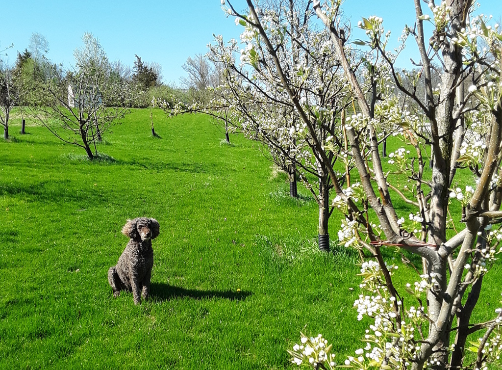 Spring time orchard